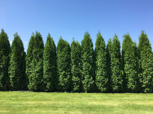 Thuja Green Giant evergreen tree fence