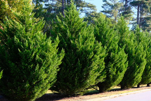 Leyland Cypress Trees in a Row