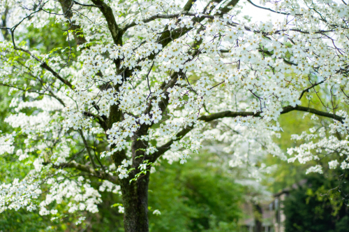 Flowering Dogwood in North Carolina Climate