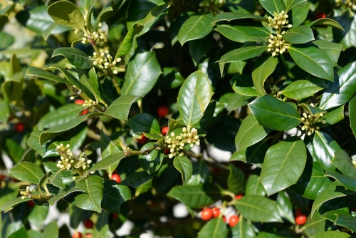 Holly Nellie R. Stevens bush