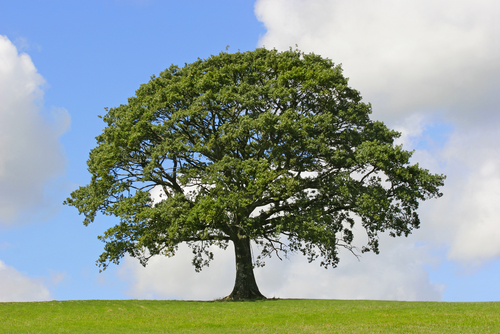 White Oak Tree